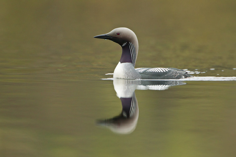 Black-throated Diver (Gavia arctica) adult on lake showing plumage on neck